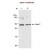 Western Blot: Rad17 Antibody [NB100-272] - Samples:  Whole cell lysate HeLa cells before (-) or after (+) treatment with 10 Gy ionizing radiation. Antibody:Goat anti-Rad17 used at 0.1 mcg/ml. Detection: Chemiluminescence 30 sec exposure.